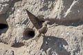 Sand Martin Riparia riparia taczanowskii (Bank Swallow)