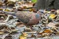 Spotted Dove Spilopelia chinensis chinensis