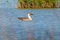 Swan Goose Anser cygnoides