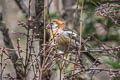 Three-banded Rosefinch Carpodacus trifasciatus