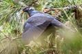 Band-tailed Pigeon Patagioenas fasciata albilinea