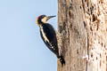 Beautiful Woodpecker Melanerpes pulcher