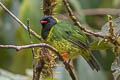Black-and-green Fruiteater Pipreola riefferii occidentalis