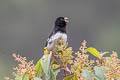 Black-and-white Seedeater Sporophila luctuosa