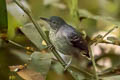 Black-chinned Antbird Hypocnemoides melanopogon occidentalis