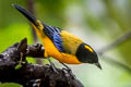 Black-chinned Mountain Tanager Anisognathus notabilis