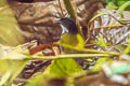 black-headed Brushfinch Arremon atricapillus atricapillus