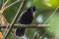 Black Bushbird Neoctantes niger