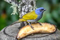 Blue-capped Tanager Sporathraupis cyanocephala annectens