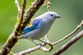 Blue-grey Tanager Thraupis episcopus quaesita 