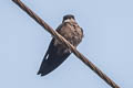 Brown-bellied Swallow Orochelidon murina murina