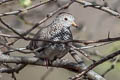 Common Ground Dove Columbina passerina albivitta