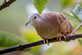 Common Ground Dove Columbina passerina nana