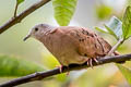 Common Ground Dove Columbina passerina nana