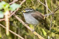 Crowned Chat-Tyrant Silvicultrix frontalis frontalis