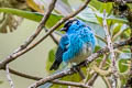 Golden-naped Tanager Chalcothraupis ruficervix ruficervix