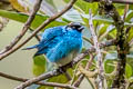 Golden-naped Tanager Chalcothraupis ruficervix ruficervix