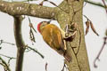 Golden-olive Woodpecker Colaptes rubiginosus alleni