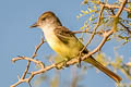 Great Crested Flycatcher Myiarchus crinitus