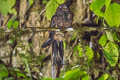 Lyre-tailed Nightjar Uropsalis lyra lyra