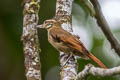 Northern Plain Xenops Xenops mexicanus littoralis 