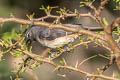 Olive-grey Saltator Saltator olivascens plumbeus