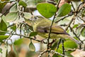 Olive-streaked Flycatcher Mionectes galbinus galbinus (Olive-striped Fruit Tyrant)