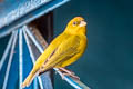 Orange-fronted Yellow Finch Sicalis columbiana columbiana
