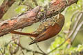 Pearled Treerunner Margarornis squamiger