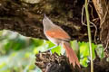 Plain-crowned Spinetail Synallaxis gujanensis columbiana