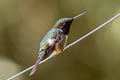 Purple-throated Woodstar Philodice mitchellii