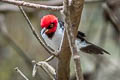 Red-capped Cardinal Paroaria gularis gularis