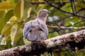 Ruddy Pigeon Patagioenas subvinacea berlepschi