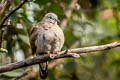Ruddy Ground Dove Columbina talpacoti rufipennis