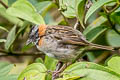 Rufous-collared Sparrow Zonotrichia capensis costaricensis