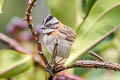 Rufous-collared Sparrow Zonotrichia capensis costaricensis