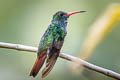 Rufous-tailed Hummingbird Amazilia tzacatl fuscicaudata