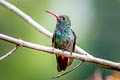 Rufous-tailed Hummingbird Amazilia tzacatl fuscicaudata
