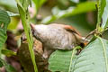 Rusty-backed Spinetail Cranioleuca vulpina vulpina