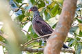 Scaled Pigeon Patagioenas speciosa