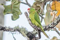 Scarlet-fronted Parakeet Psittacara wagleri wagleri