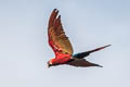 Scarlet Macaw Ara macao macoa