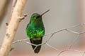 Short-tailed Emerald Chlorostilbon poortmani euchloris