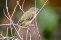 Slender-footed Tyrannulet Zimmerius gracilipes gracilipes
