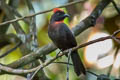 Sooty Ant Tanager Habia gutturalis