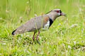 Southern Lapwing Vanellus chilensis cayennensis