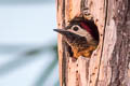 Spot-breasted Woodpecker Colaptes punctigula punctipectus