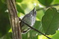 Spot-crowned Antvireo Dysithamnus puncticeps