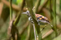 Spotted Antbird Hylophylax naevioides naevioides