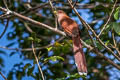 Squirrel Cuckoo Piaya cayana mesura